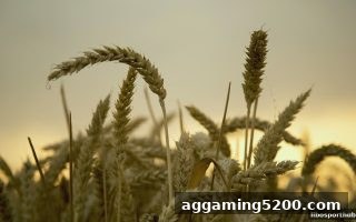 立博体育带你玩转五龙争霸：注册福利与安全攻略全解析